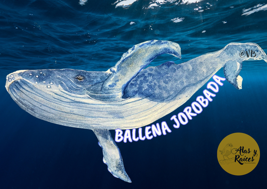 Ballena Jorobada: el canto del océano de la Patagonia
