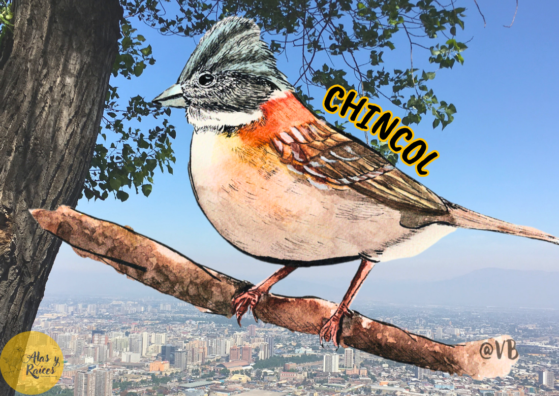 Chincol: ¿Has visto a mi tío Agustín?
