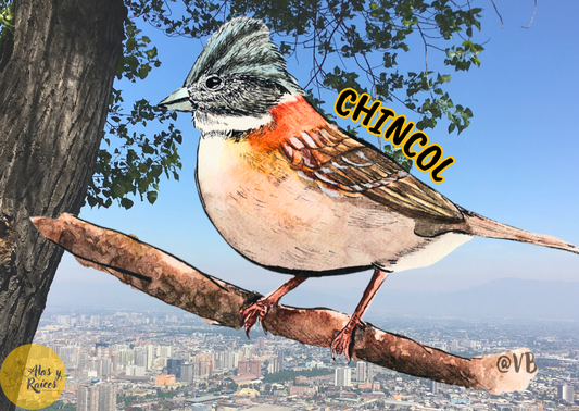 Chincol: ¿Has visto a mi tío Agustín?